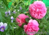 Princess Alexandra of Kent Princess Alexandra of Kent