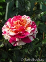 Vanille Fraise ® Vanille Fraise ®