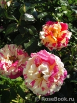 Vanille Fraise ® Vanille Fraise ®