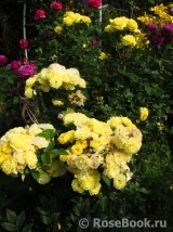 Golden Border Golden Border