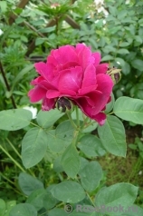Rose du Roi à Fleurs Pourpres Rose du Roi à Fleurs Pourpres