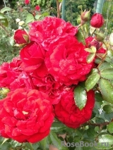 Amadeus Amadeus