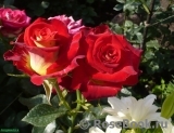 Friendship ® Friendship ®