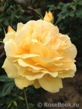 Goldelse Goldelse