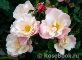 Roseromantic(-)