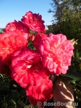 Midsummer Midsummer