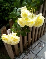 Elfe Elfe