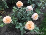 Sangerhauser Jubilaumsrose Sangerhauser Jubilaumsrose