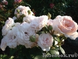 Bordure Nacree Bordure Nacree