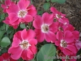 Candia Meillandecor Candia Meillandecor