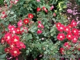 Candia Meillandecor Candia Meillandecor