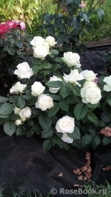 Maroussia!® Maroussia!®