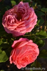 Jubilee Celebration® Jubilee Celebration®