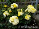 Golden Border Golden Border