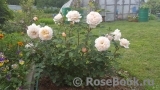 Crocus Rose® Crocus Rose®