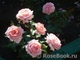 La Rose de Molinard ® La Rose de Molinard ®
