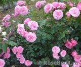 Baronesse Baronesse