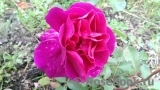 Heidi Klum Rose Heidi Klum Rose