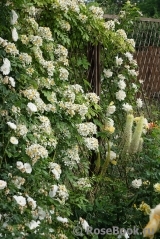 Himalayan musk rose Himalayan musk rose