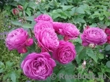 Heidi Klum Rose Heidi Klum Rose