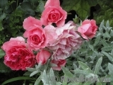 Rosarium Uetersen Rosarium Uetersen