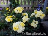 Golden Border Golden Border