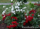 Schneewittchen Schneewittchen