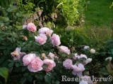 Sangerhauser Jubilaumsrose Sangerhauser Jubilaumsrose