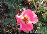 Pink Meidiland Pink Meidiland