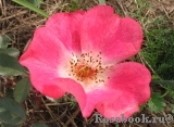 Pink Meidiland Pink Meidiland