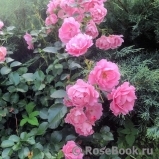 Sommerwind Sommerwind