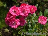 Orleans Rose