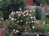 Sangerhauser Jubilaumsrose Sangerhauser Jubilaumsrose
