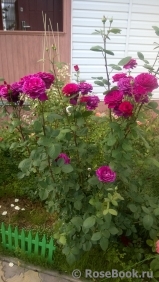 Big Purple Big Purple