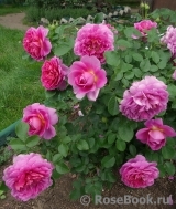 Princess Anne Princess Anne
