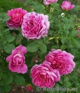 Princess Anne Princess Anne