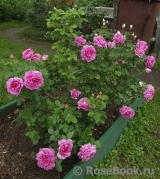Princess Anne Princess Anne