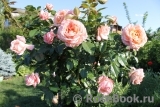 Barock Barock