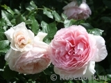 The Wedgwood Rose The Wedgwood Rose