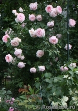 The Wedgwood Rose The Wedgwood Rose