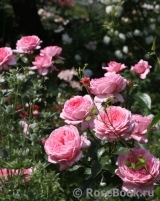 La Rose de Molinard ® La Rose de Molinard ®