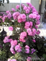 Rosarium Uetersen Rosarium Uetersen