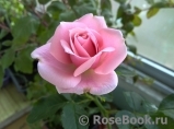 Pink Symphonie Pink Symphonie