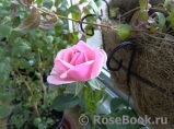 Pink Symphonie Pink Symphonie