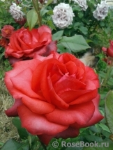 Terracotta ® Terracotta ®