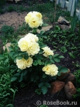 Golden Border Golden Border