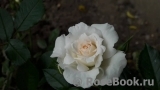 Bridal Meillandina Bridal Meillandina