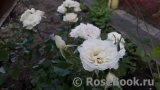 Bridal Meillandina Bridal Meillandina
