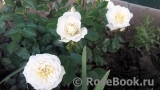Bridal Meillandina Bridal Meillandina