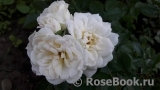 Bridal Meillandina Bridal Meillandina